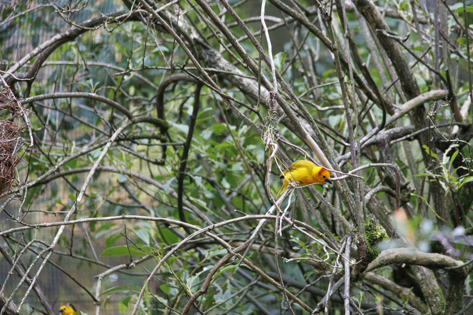 Woodland Park Zoo — photo 56